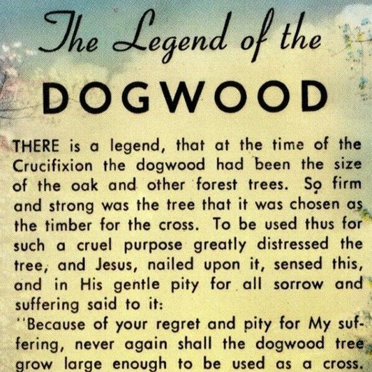 c1950's-60's "The Legend of the Dogwood" Vintage Unposted Postcard