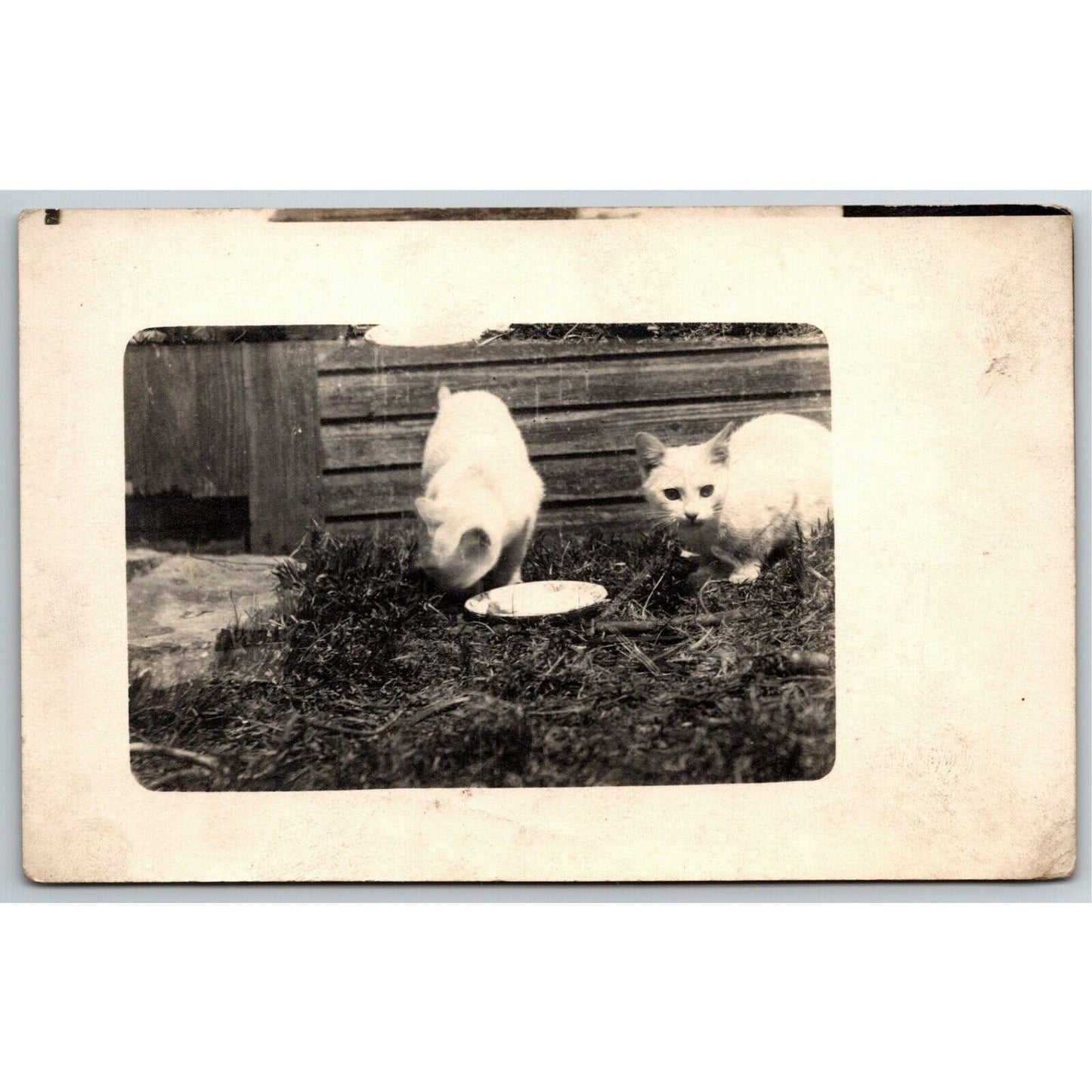 Vintage Pair of White Cats Feeding From Plate Outdoors - c1910-1915