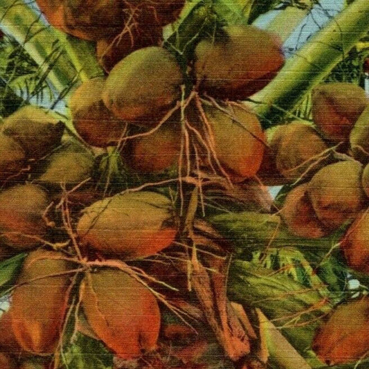 c1940's Vintage Linen Fruit Postcard Florida "A Coconut Tree in" VGC