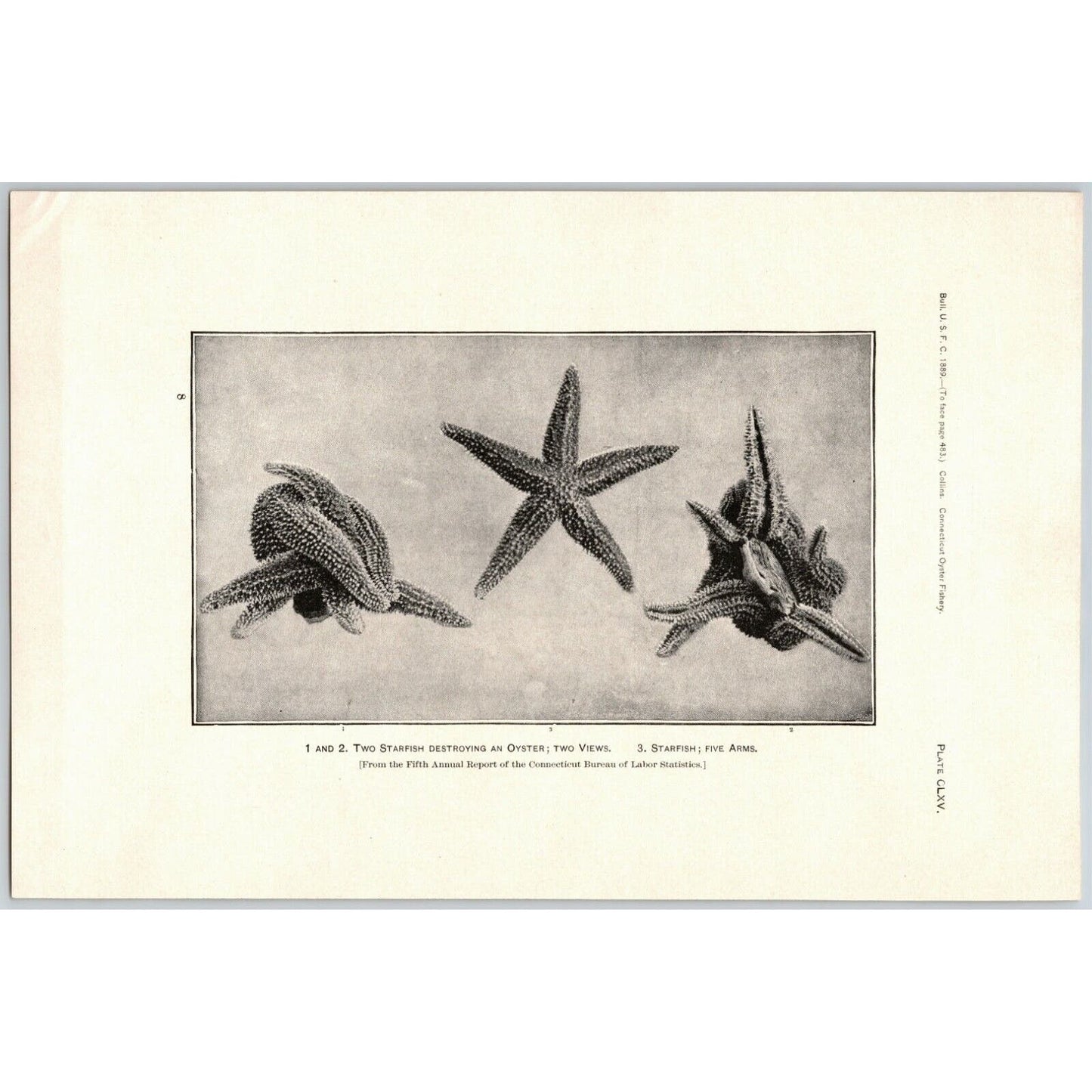 5 1883 U.S. Fish Commission Report Plates 7" x 10.5" Connecticut Oyster Fishery