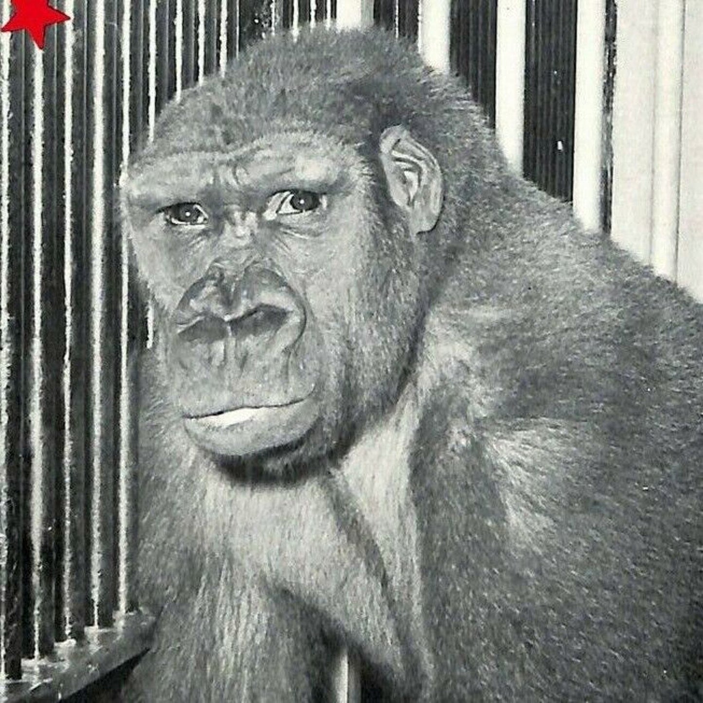 Vintage 1976 Hoxie Bros. Circus Souvenir Program 14pp. w/ Mongo Bigfoot Gorilla