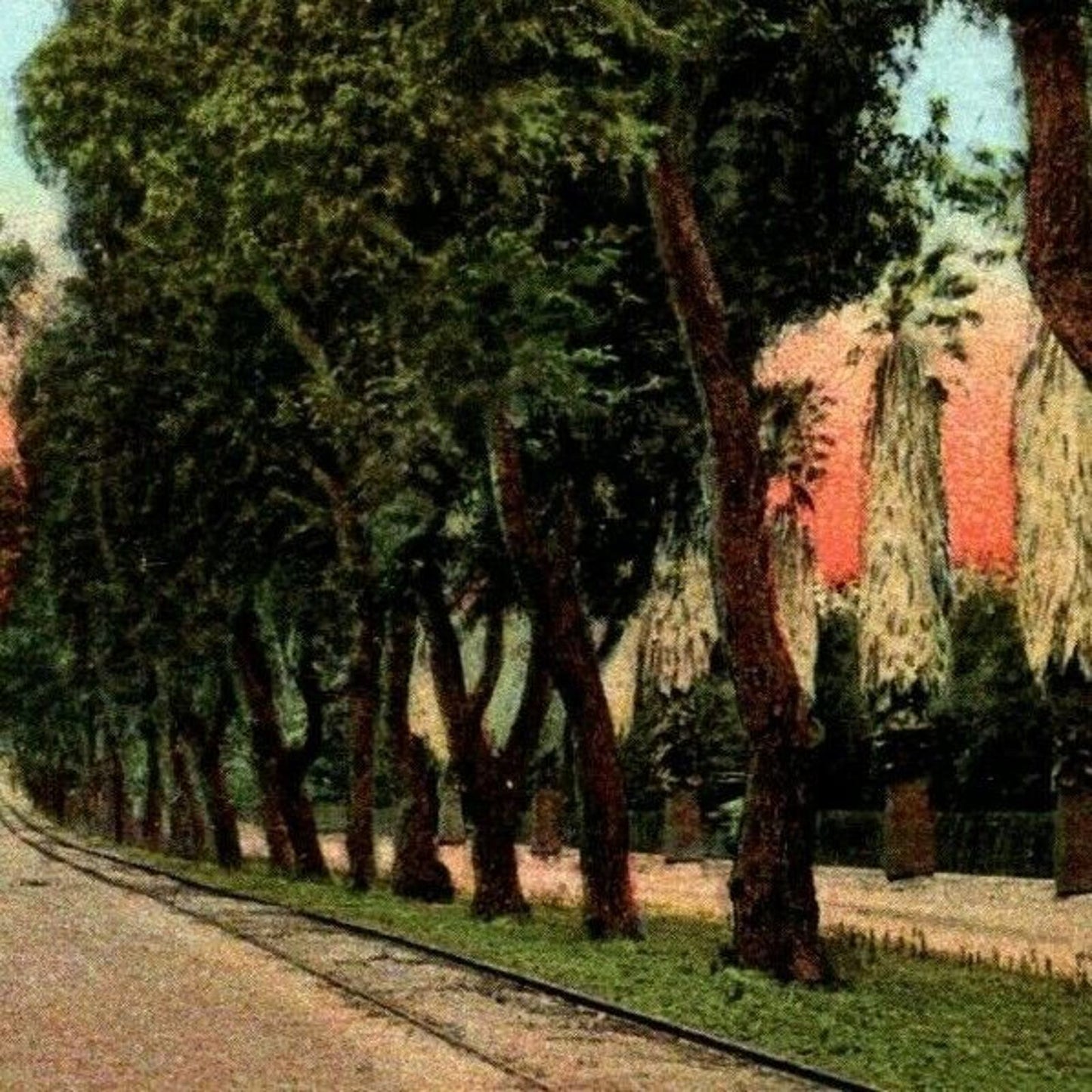 Vintage Postcard - Magnolia Avenue Riverside, California