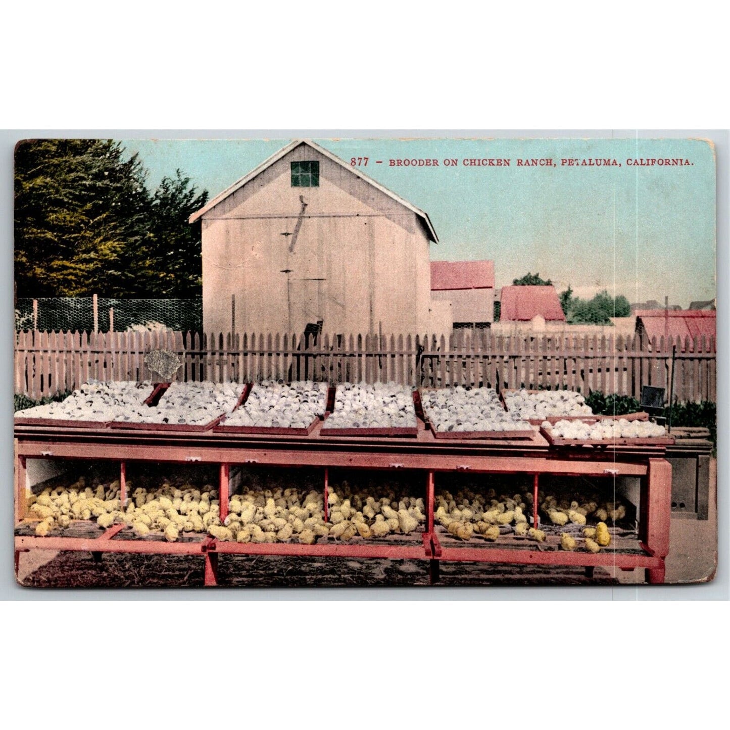 Vintage c1910 PPC Postcard - Brooder on Chicken Ranch, Petaluma, California