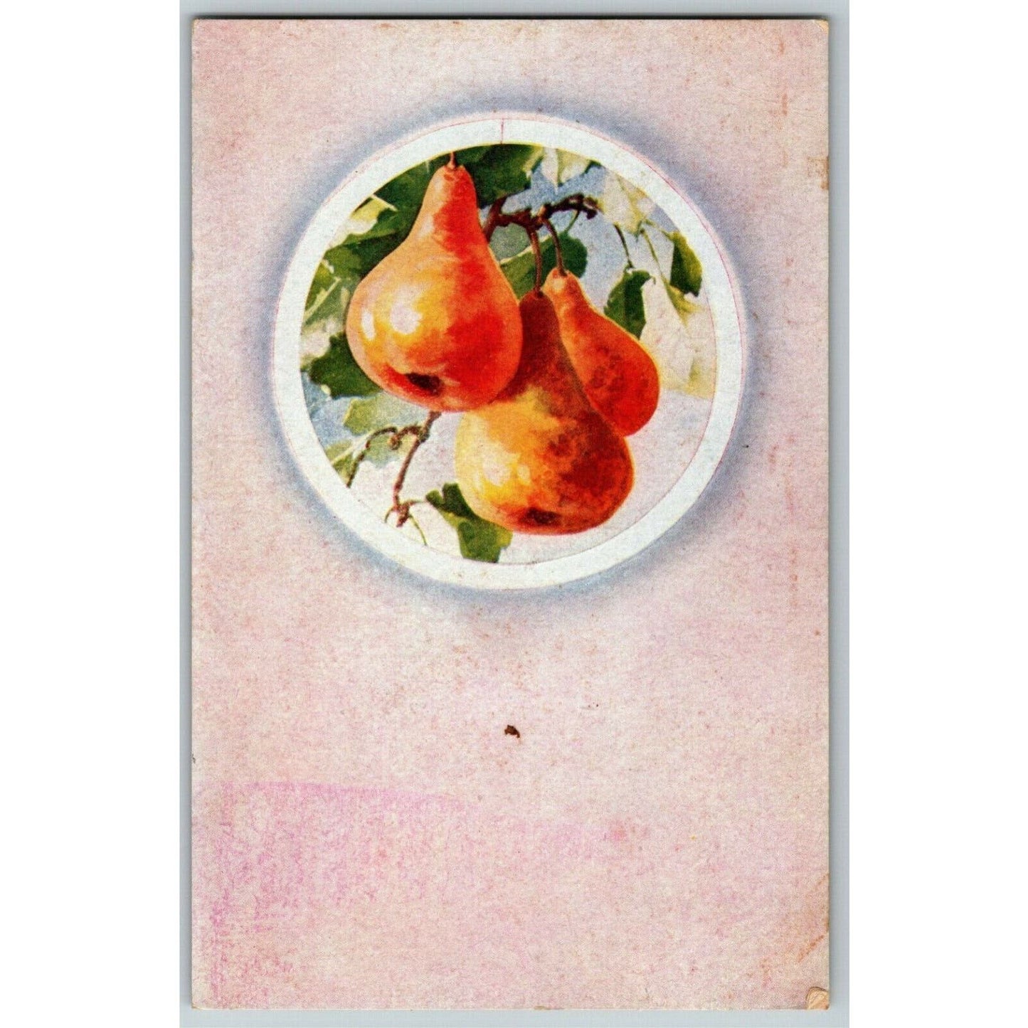 c1940's-50's Vintage Postcard Fruit Art Pears - Unposted