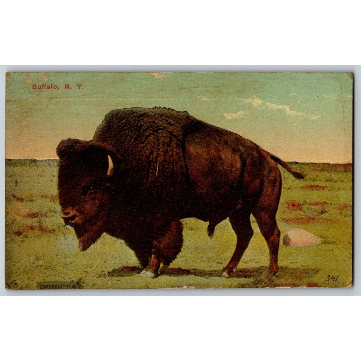 c1907-1915 Buffalo. Vintage Postcard NP Buffalo, NY